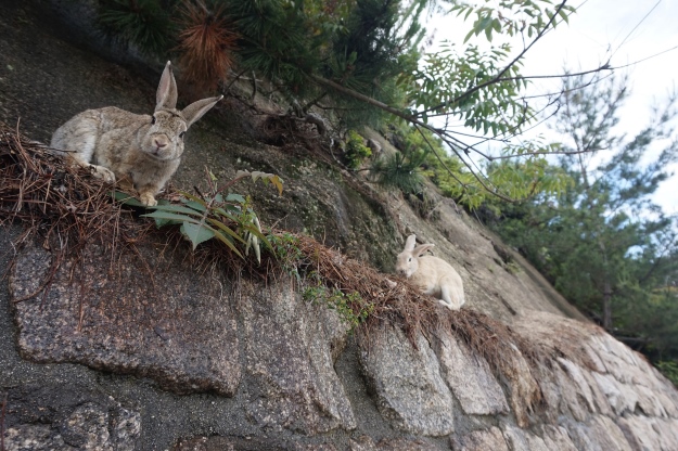 Okunoshima Island in Japan