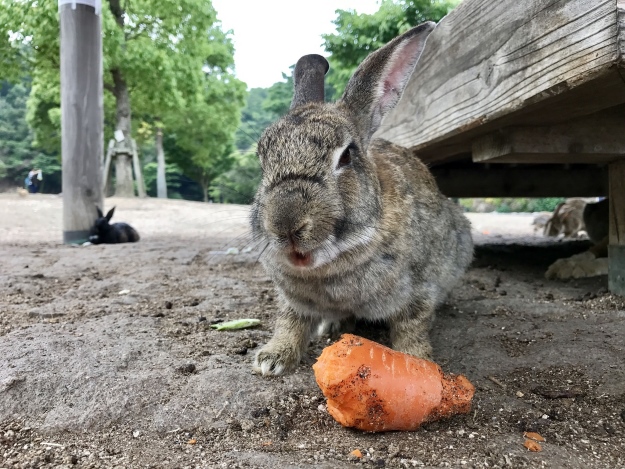 Bunny Island in Japan