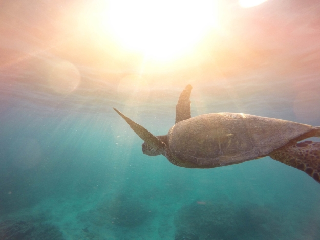 Turtle in Monad Shoal