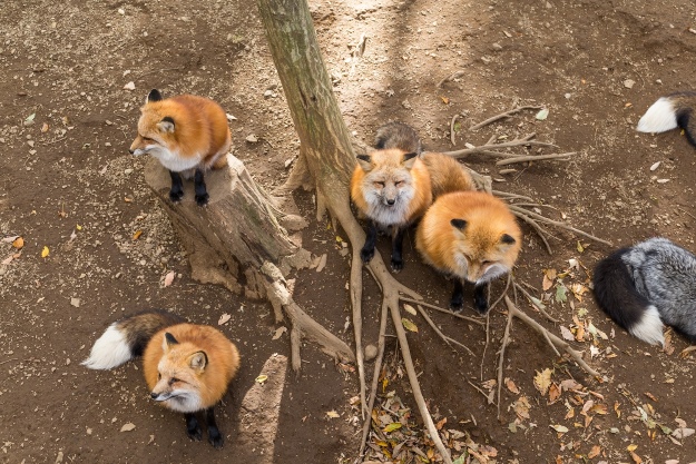 Zao Fox Village in Japan