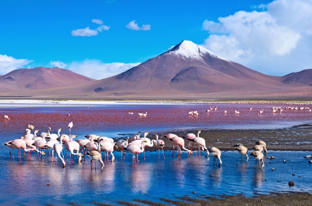 Flamingos in the Atacama Desert