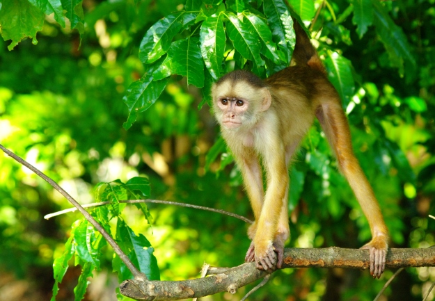 Capuchin monkey in the Brazilian Amazon.