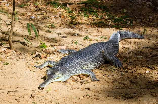 A gharial basking