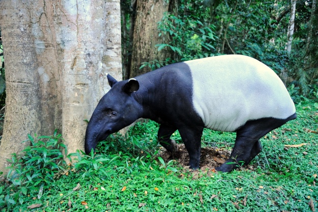 A Malayan tapir in the forest