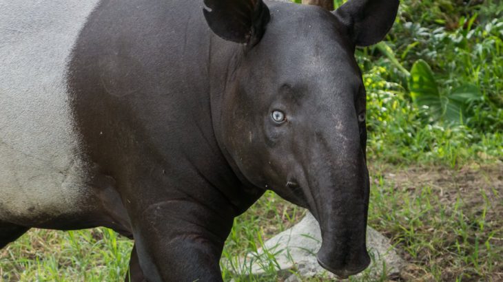 Malayan Tapir