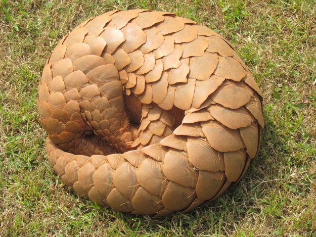 A curled up pangolin