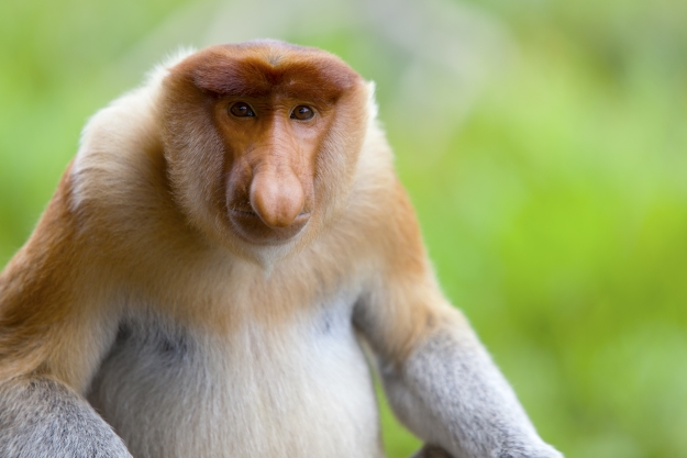 A Proboscis Monkey