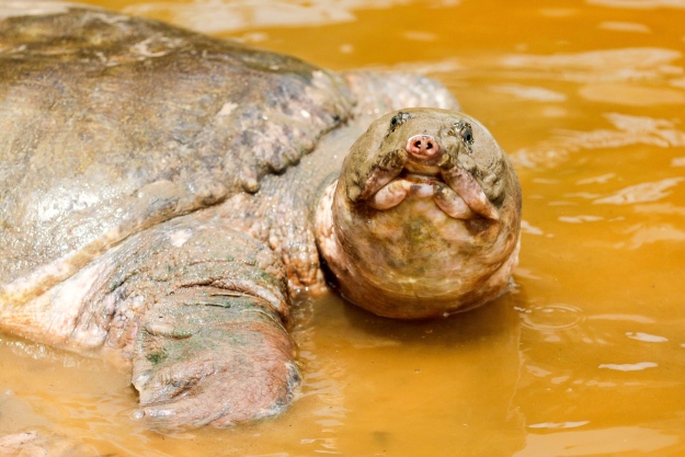 A softshell turtle in mud