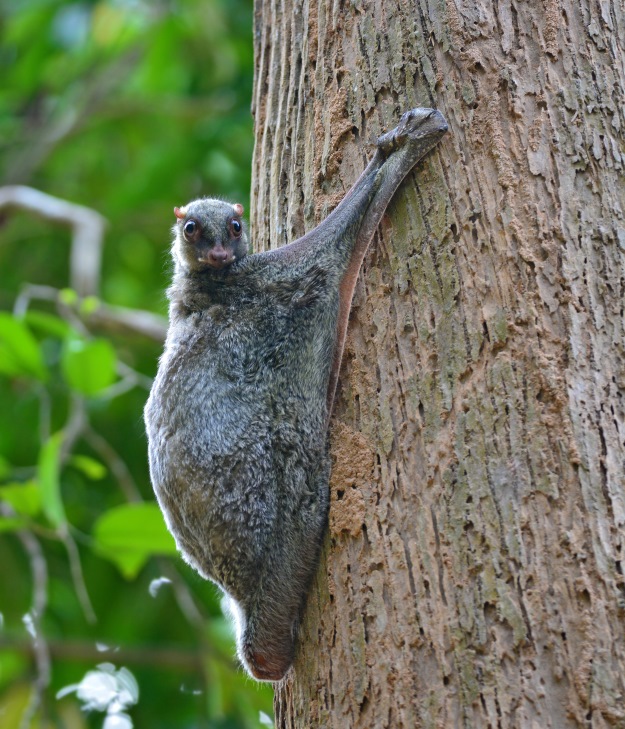 A sunda colugo clinging to a tree