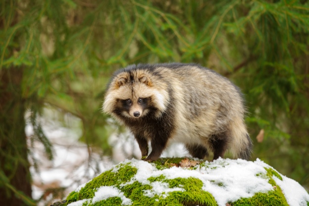 A tanuki in Japan