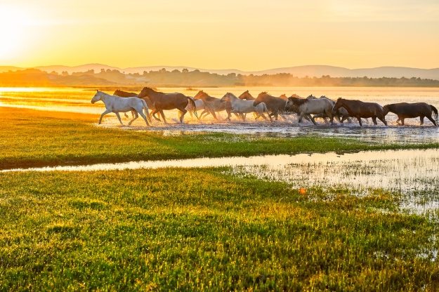 Horses running through China’s grasslands