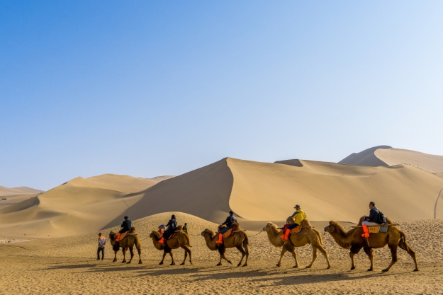 Camels travelling through the Gobi Desert