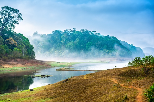 Misty forests in Periyar National Park 