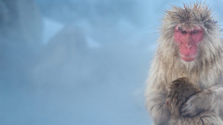 Snow monkey at Jigokudani Yaen-Koen