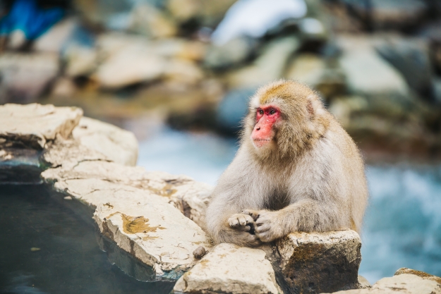 Snow monkeys in Japan