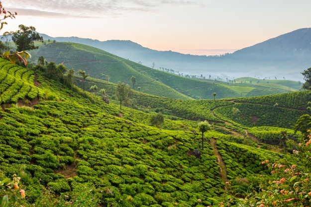 Tea plantations in Munnar Kerala