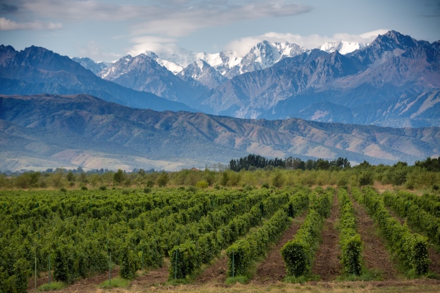 The vineyards and mountains of Mendoza