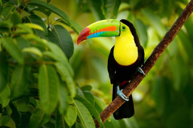 A toucan in a tree in Costa Rica