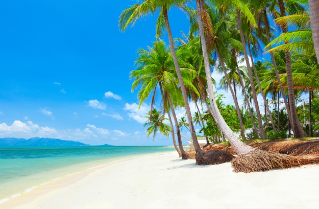 Beach and palm trees