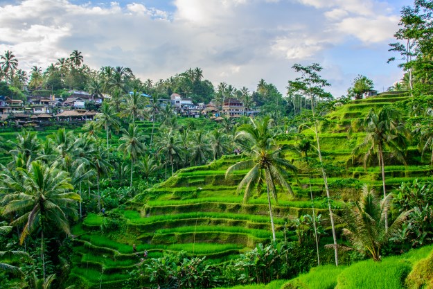 Ubud's rice terraces