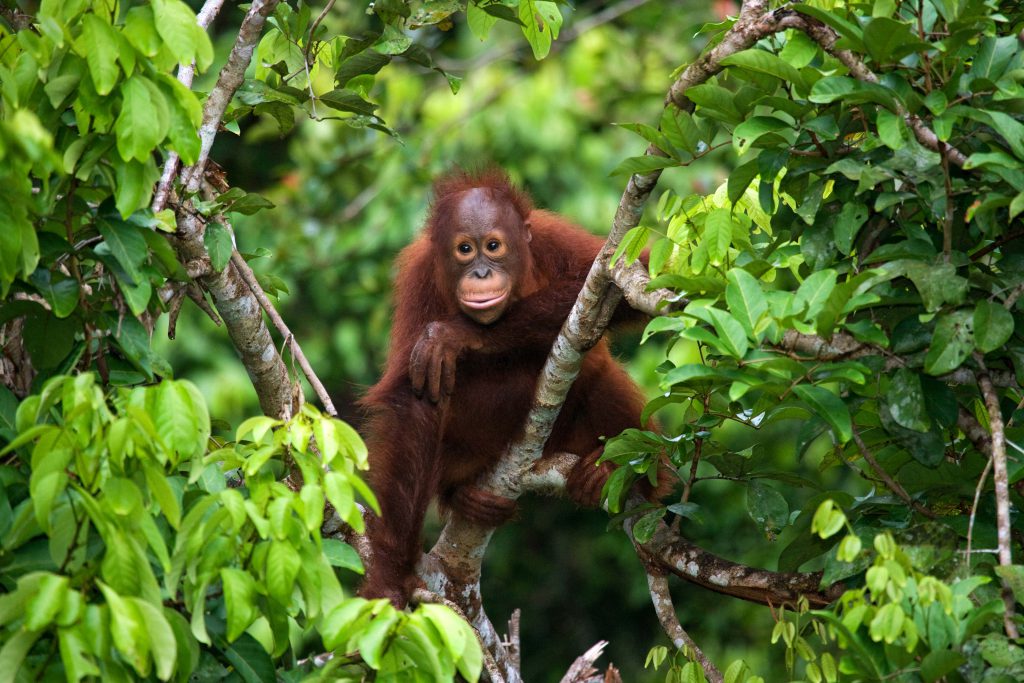 Orangutan sitting in a tree