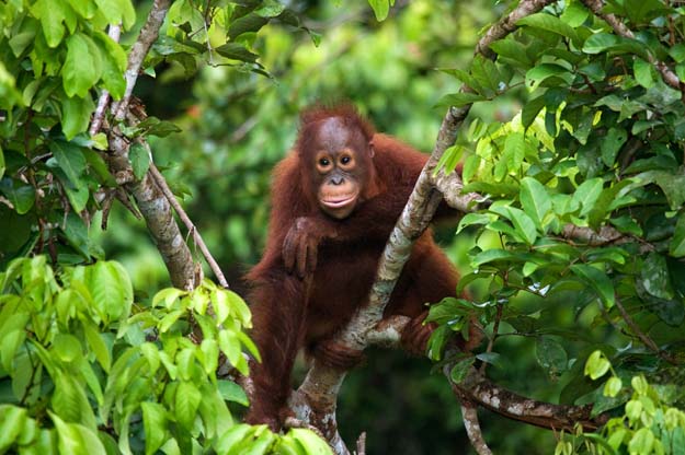 Orangutan in a tree