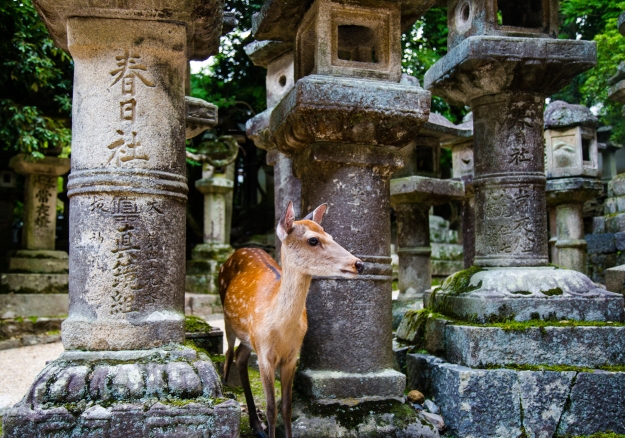 A Sika deer at a temple in Nara