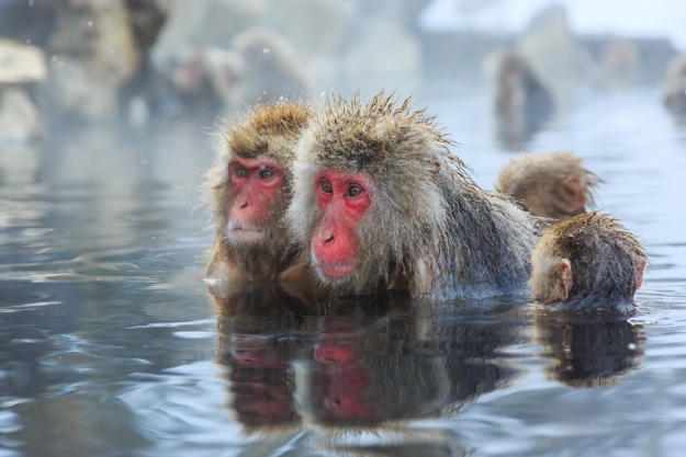 Snow monkeys bathing in a hot spring pool