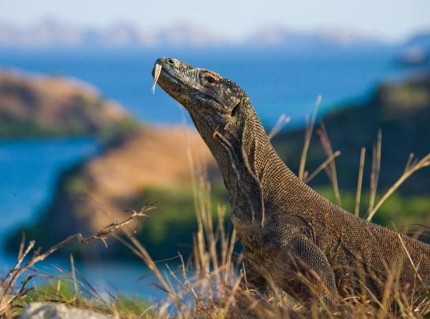 A Komodo Dragon roaming through the grass