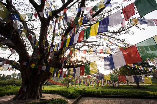 Prayer flags strung through the trees of Lumbini