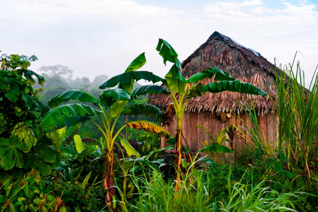 A thatched hut in the rainforest