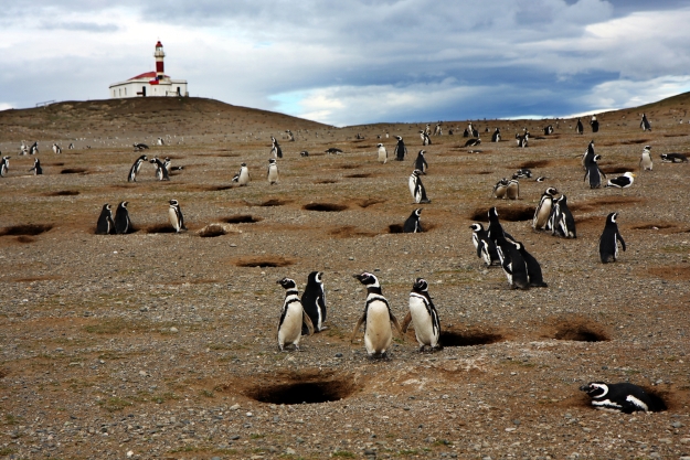 Penguins on an island with lighthouse