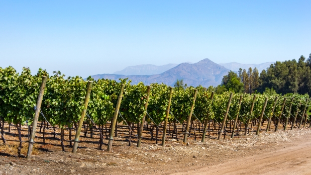 Vineyards in Chile in the sunshine