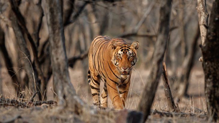 Tiger stalking through the woods