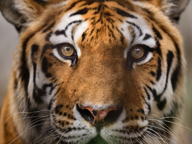 A close up of a tiger's face