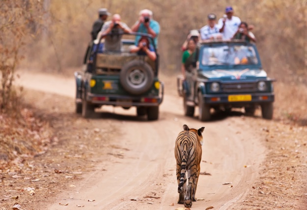 Tourists on safari taking photos of a tiger