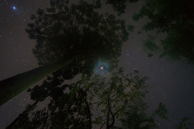 Shot of a starry sky up through the trees.