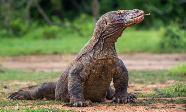 A Komodo dragon