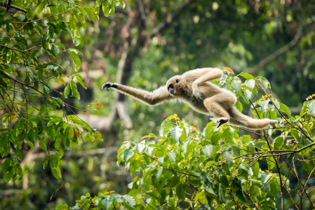 A gibbon leaping between the trees