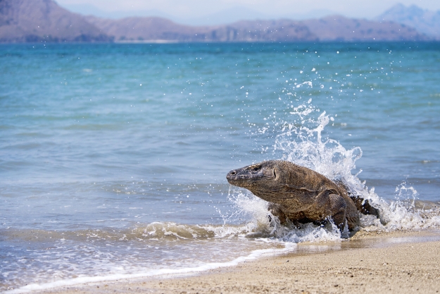 Komodo Dragon on the beach