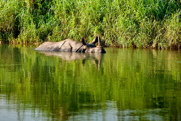 Rhino submerged in water