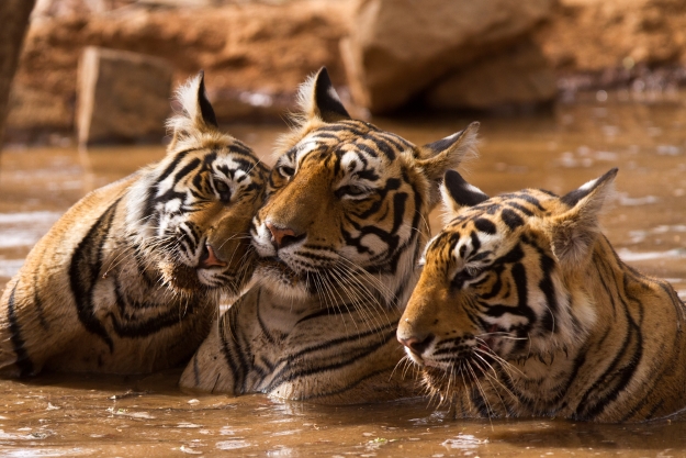 Tiger family in a watering hole