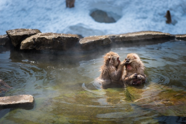 Snow monkeys bathing in a hot spring pool.