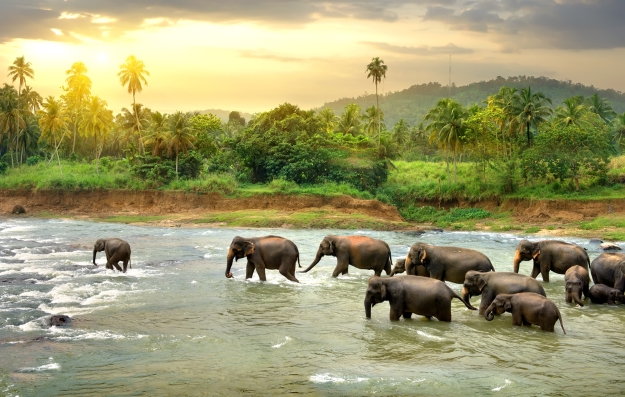 Elephants walking along a river in Sri Lanka