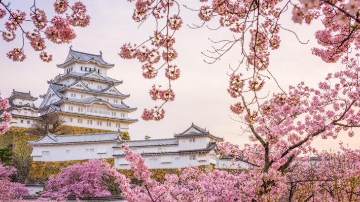 Himeji Castle Cherry Blossom
