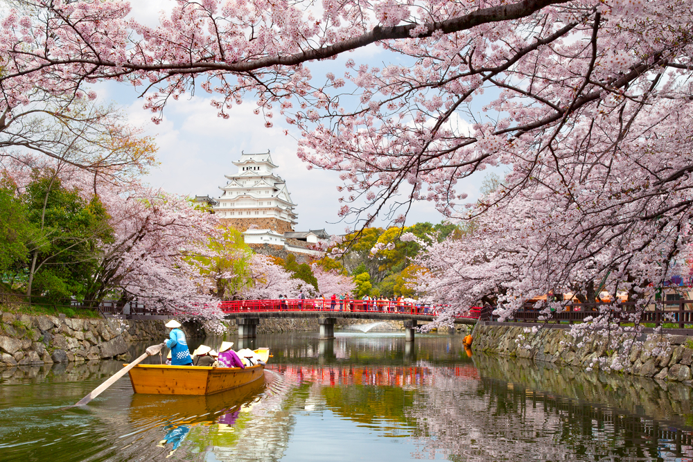 Every spring japan is covered in cherry blossoms краткий пересказ