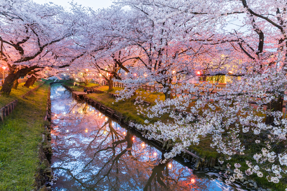 Every spring japan is covered in cherry blossoms краткий пересказ