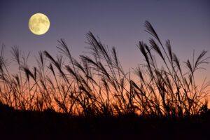 japan harvest moon