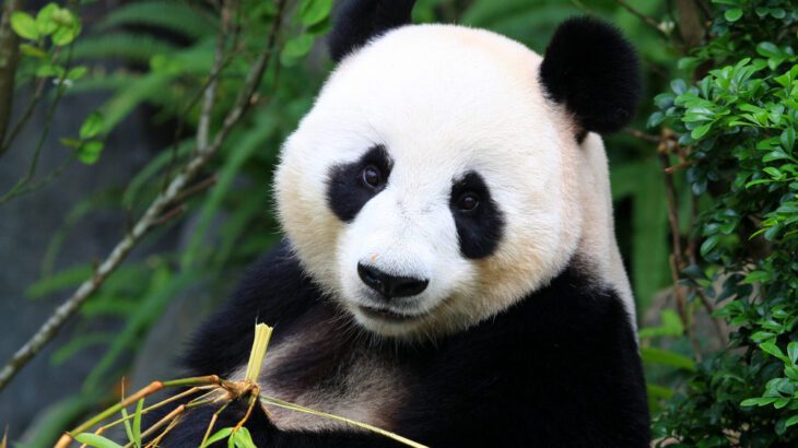 panda-china-faq