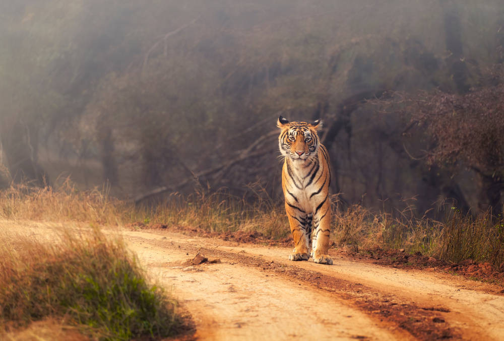 Wildlife of India